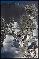 Trees and steam in winter. Chena Hot Springs, Alaska, USA ( color)
