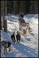 Sled dog team running through curve. Chena Hot Springs, Alaska, USA