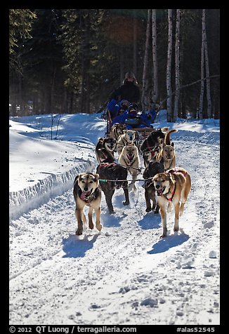 Dog mushing team on forest trail. Chena Hot Springs, Alaska, USA (color)