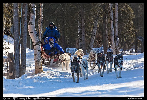 Musher and passengers pulled by dog team. Chena Hot Springs, Alaska, USA