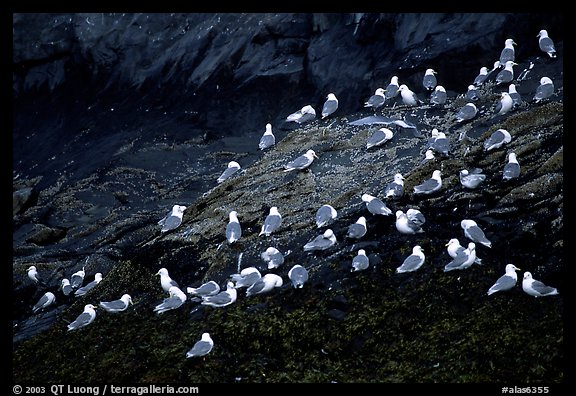 Seabirds on rock. Prince William Sound, Alaska, USA (color)