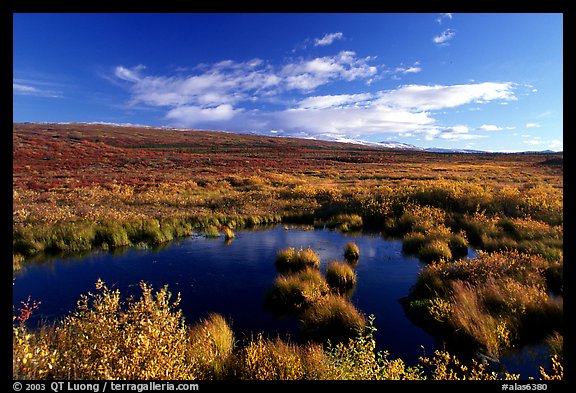 Tundra in autum colors and pond. Alaska, USA (color)
