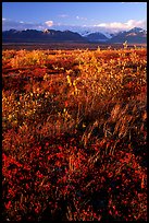 Tundra and mountains and sunset. Alaska, USA (color)