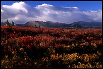 Tundra in fall colors  and mountains at sunset. Alaska, USA