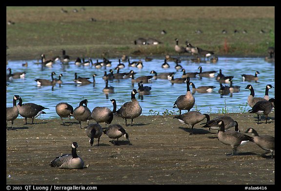 Migrating birds at Creamer's field. Fairbanks, Alaska, USA (color)