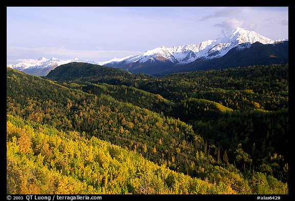 Aspens in fall colors and Chugach mountain, late afternoons. Glenn Highway, Central Alaska, USA (color)