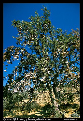 Shoe tree. California, USA (color)