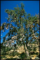 Shoe tree. California, USA (color)