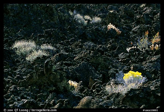 Sage and black lava, Lava Beds National Monument. California, USA