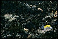 Sage and black lava, Lava Beds National Monument. California, USA (color)