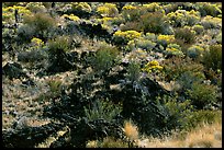 Yellow sage flowers and lava, Lava Beds National Monument. California, USA (color)