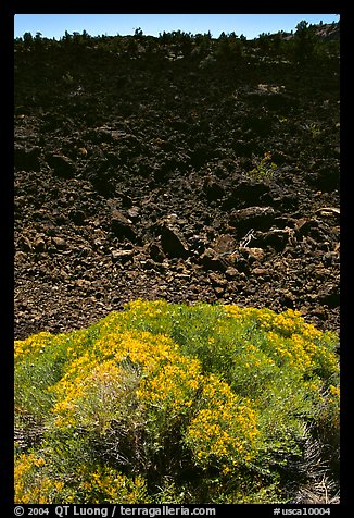 Sage and slope covered with lava, Lava Beds National Monument. Lava Beds National Monument, California, USA