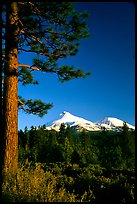 Pines and Mt Shasta seen from the North, late afteroon. California, USA (color)