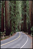 Curved road amongst tall redwood trees, Richardson Grove State Park. California, USA