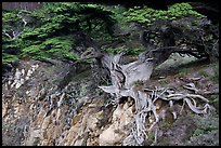 Old Veteran Cypress. Point Lobos State Preserve, California, USA