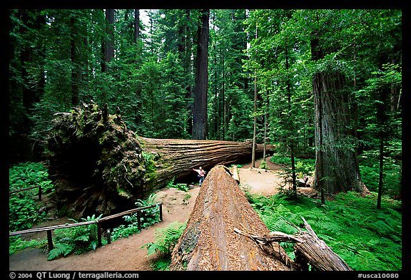 Fallen Redwoods trees, Humbolt State Park. California, USA (color)