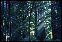 Sunrays in forest. Muir Woods National Monument, California, USA (color)