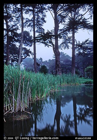 Pond, reeds, and pine trees. San Francisco, California, USA
