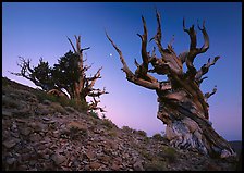 Old Bristlecone Pine trees and moon at sunset, Discovery Trail, Schulman Grove. California, USA (color)