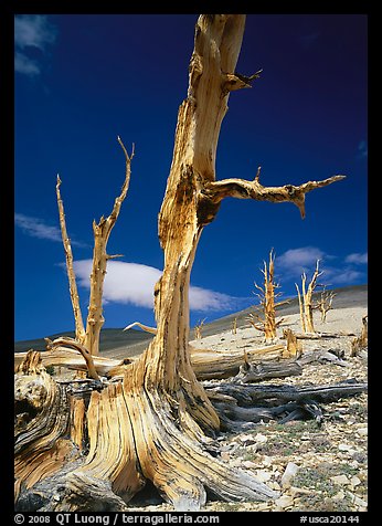 Dead standing Bristlecone pine trees,  White Mountains. California, USA