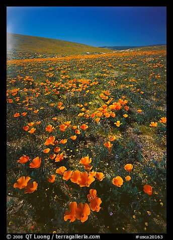 Bright orange California Poppies, hills W of the Preserve. Antelope Valley, California, USA (color)