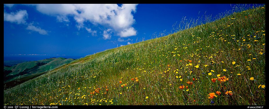 Landscape with grassy hills, wildflowers, and cloud. Palo Alto,  California, USA (color)