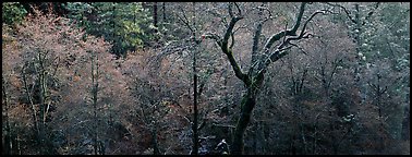 Bare trees in winter. California, USA (Panoramic color)