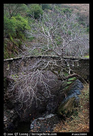 Stone bridge and bare tree,  Alum Rock Park. San Jose, California, USA