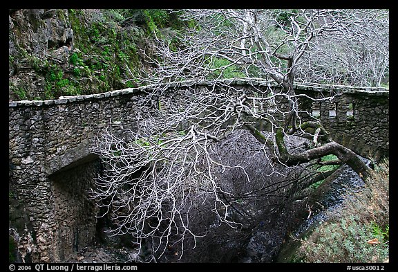 California Buckeye (Aesculus californica) and stone bridge,  Alum Rock Park. San Jose, California, USA
