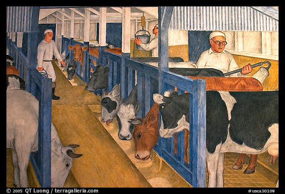 Cows in a farm depicted in a fresco inside Coit Tower. San Francisco, California, USA (color)
