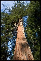 Redwood tree, looking upwards. Big Basin Redwoods State Park,  California, USA (color)