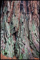 Detail of redwood tree bark. Big Basin Redwoods State Park,  California, USA
