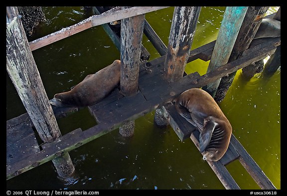 California sea lions rest under the pier. Santa Cruz, California, USA