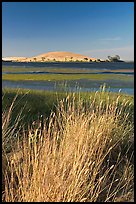 Summer grasses, Oneill Forebay, San Luis Reservoir State Recreation Area. California, USA ( color)