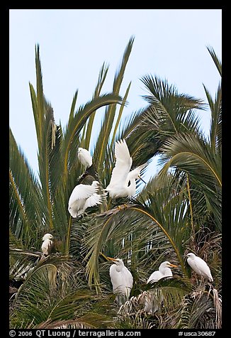 Egret rookery on palm tree, Baylands. Palo Alto,  California, USA