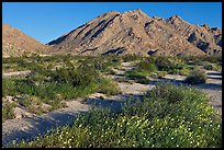 Wildflowers and Sheep Hole Mountains. California, USA (color)