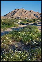 Wildflowers and desert mountains, Sheephole Valley Wilderness. Mojave Trails National Monument, California, USA