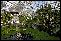 Water lilies in the the Conservatory of Flowers. San Francisco, California, USA ( color)