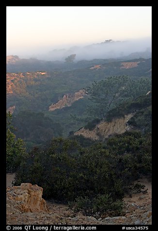 Ridges and fog and sunrise,  Torrey Pines State Preserve. La Jolla, San Diego, California, USA