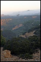 Ridges and fog and sunrise,  Torrey Pines State Preserve. La Jolla, San Diego, California, USA