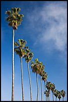 Row of palm trees. La Jolla, San Diego, California, USA