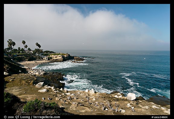 San Jolla Cove and seabirds. La Jolla, San Diego, California, USA (color)