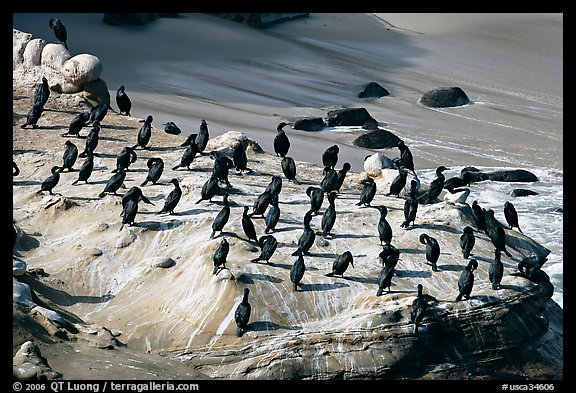 Cormorants, the Cove. La Jolla, San Diego, California, USA (color)