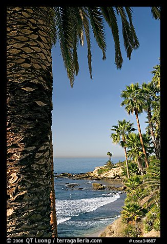 Beach and palm trees in Heisler Park. Laguna Beach, Orange County, California, USA (color)