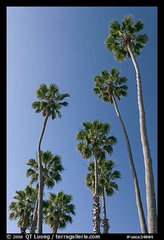 Palm trees. Laguna Beach, Orange County, California, USA (color)