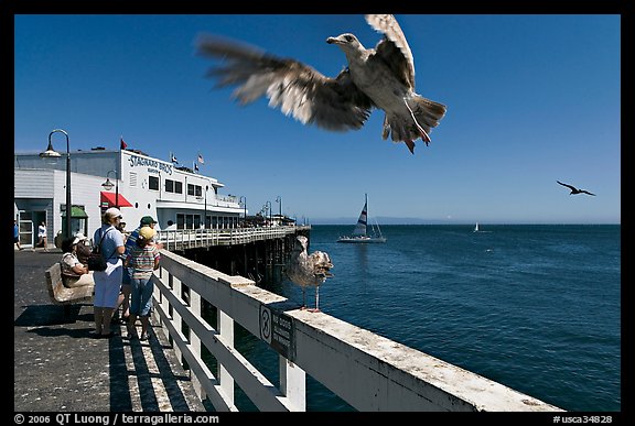 Seagull landing, Wharf. Santa Cruz, California, USA (color)