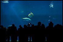 Watching the one-million-gallon open-ocean aquarium, Monterey Bay Aquarium. Monterey, California, USA (color)