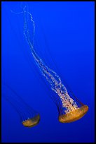 Two  Sea Nettle Jellies, Monterey Bay Aquarium. Monterey, California, USA (color)