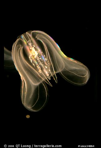 Flower hat jelly, Monterey Bay Aquarium. Monterey, California, USA (color)