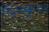 Swarm of Anchovies, Monterey Bay Aquarium. Monterey, California, USA (color)